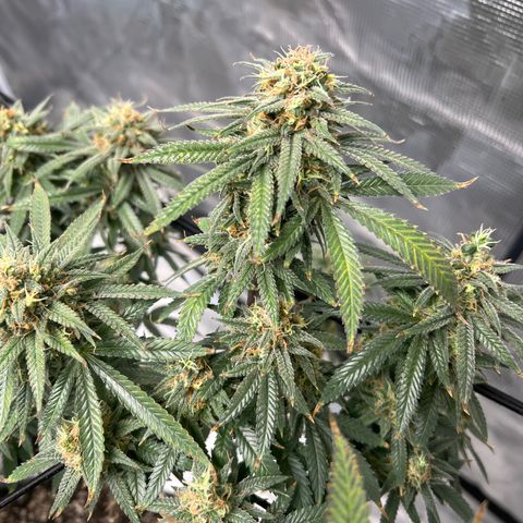 Zkittles growlog timeline photo