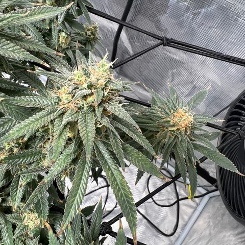 Zkittles growlog timeline photo