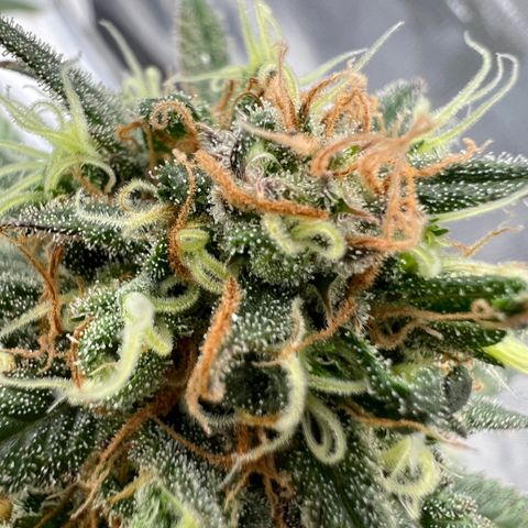 Zkittles growlog timeline photo