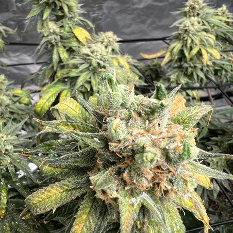 Zkittles growlog timeline photo