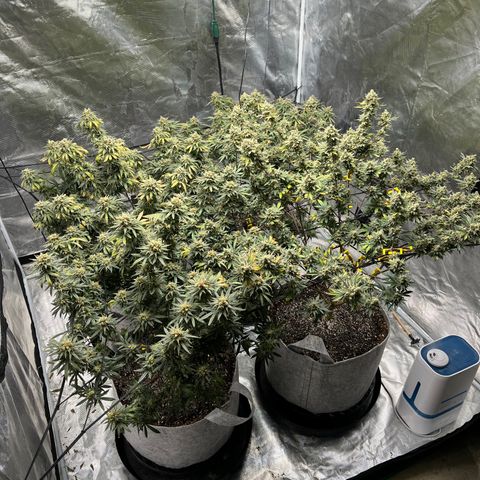 Zkittles growlog timeline photo