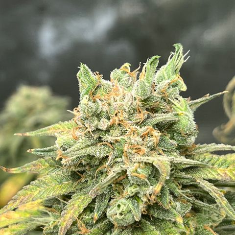 Zkittles growlog timeline photo