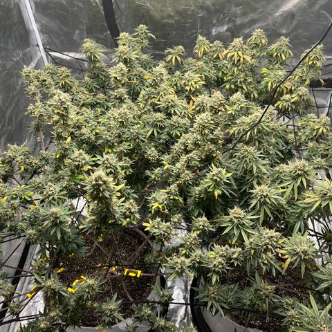 Zkittles growlog timeline photo