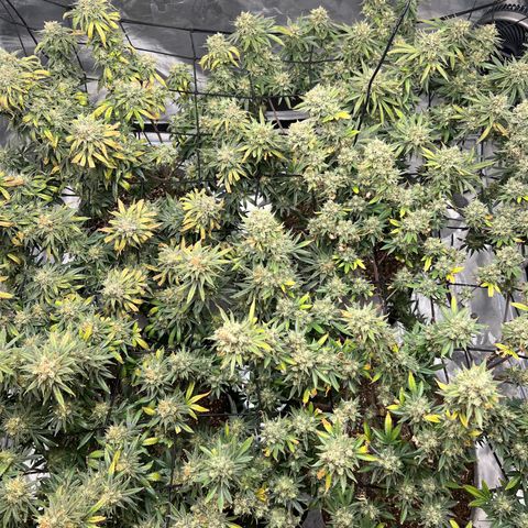 Zkittles growlog timeline photo