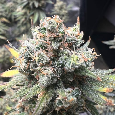 Zkittles growlog timeline photo