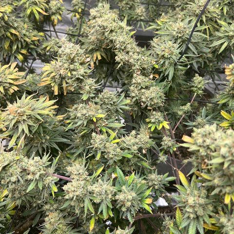 Zkittles growlog timeline photo