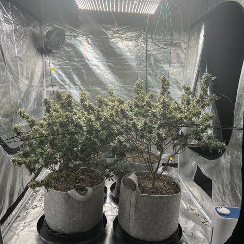 Zkittles growlog timeline photo
