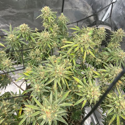 Zkittles growlog timeline photo