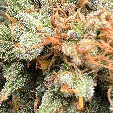 Zkittles growlog timeline photo