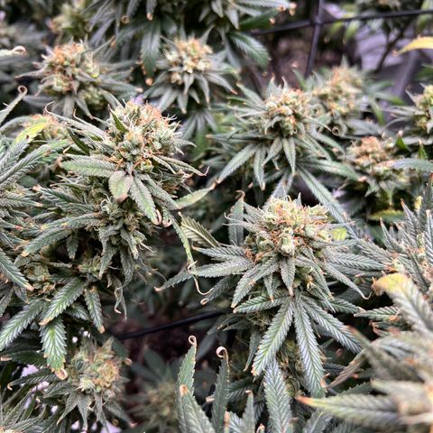 Zkittles growlog timeline photo