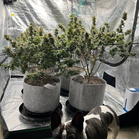 Zkittles growlog timeline photo