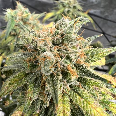 Zkittles growlog timeline photo