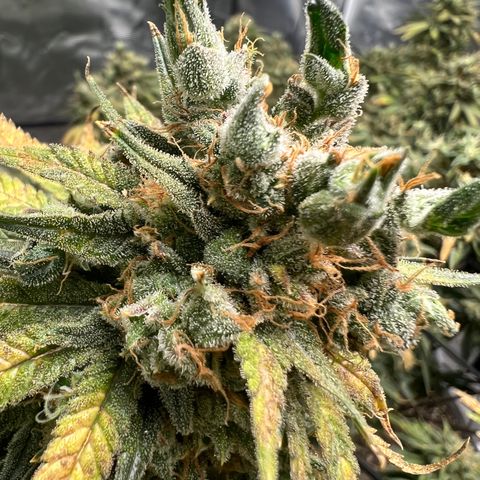 Zkittles growlog timeline photo