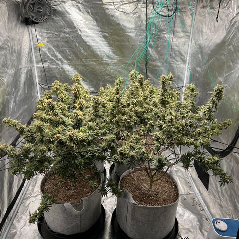 Zkittles growlog timeline photo