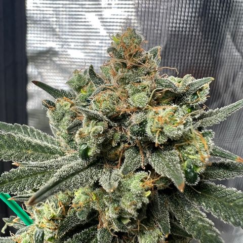 Zkittles growlog timeline photo