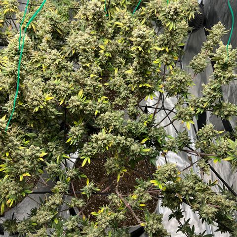 Zkittles growlog timeline photo