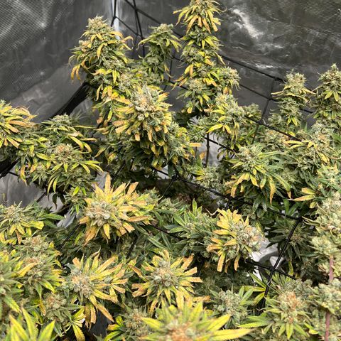 Zkittles growlog timeline photo