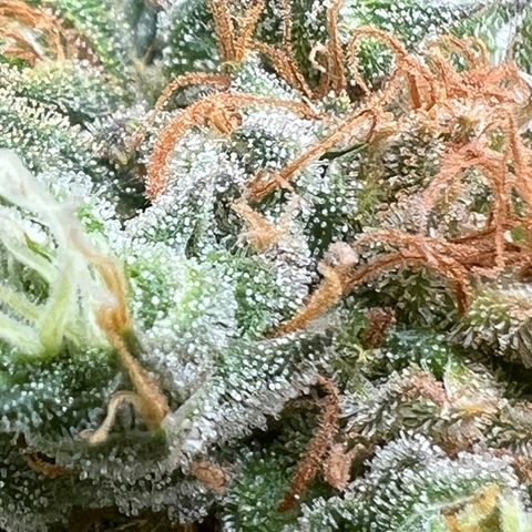Zkittles growlog timeline photo