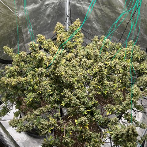 Zkittles growlog timeline photo