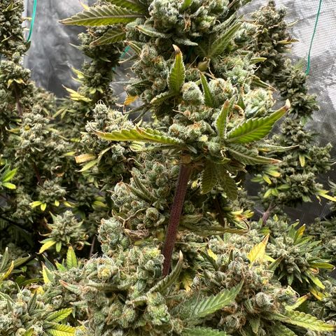 Zkittles growlog timeline photo
