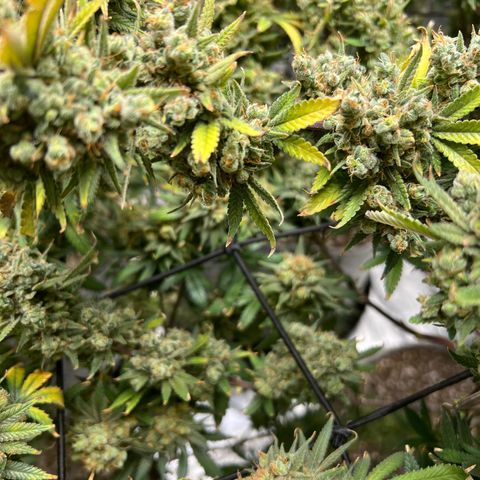 Zkittles growlog timeline photo