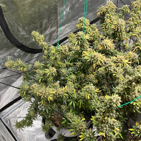 Zkittles growlog timeline photo