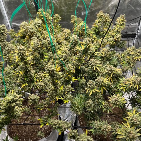 Zkittles growlog timeline photo