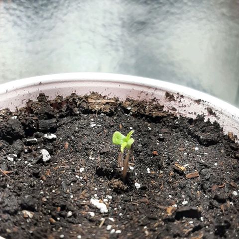 #1 Purple kush X CBD Dream growlog timeline photo