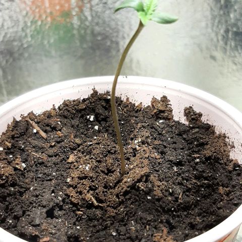 #1 Purple kush X CBD Dream growlog timeline photo
