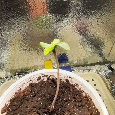 #1 Purple kush X CBD Dream growlog photo: 3 inch stretching...