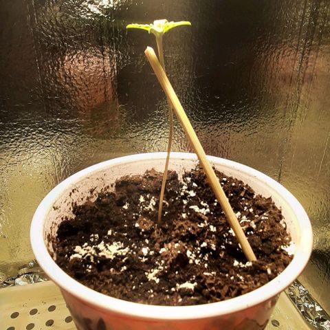 #1 Purple kush X CBD Dream growlog photo: diatomaceous earth on soil and staked.