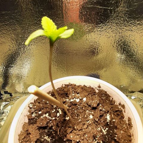 #1 Purple kush X CBD Dream growlog timeline photo