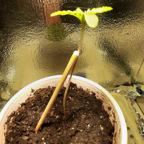 #1 Purple kush X CBD Dream growlog timeline photo