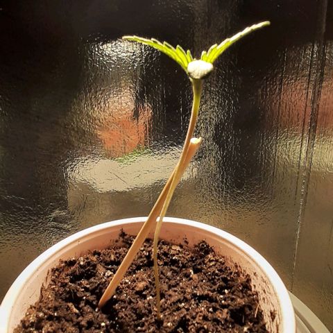 #1 Purple kush X CBD Dream growlog timeline photo