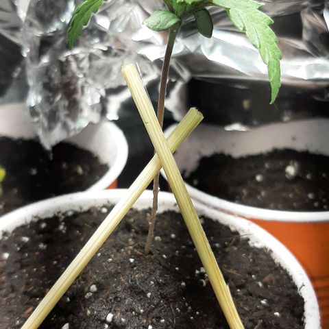 #1 Purple kush X CBD Dream growlog photo: Looking good no more stretch