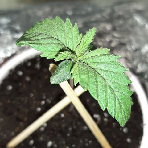 #1 Purple kush X CBD Dream growlog timeline photo