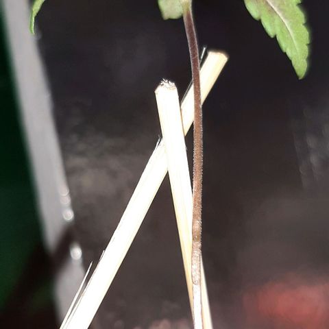 #1 Purple kush X CBD Dream growlog timeline photo