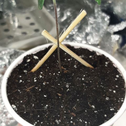 #1 Purple kush X CBD Dream growlog timeline photo