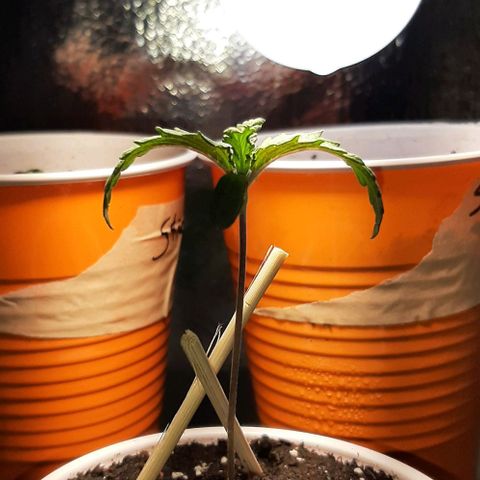 #1 Purple kush X CBD Dream growlog timeline photo