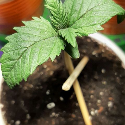 #1 Purple kush X CBD Dream growlog timeline photo