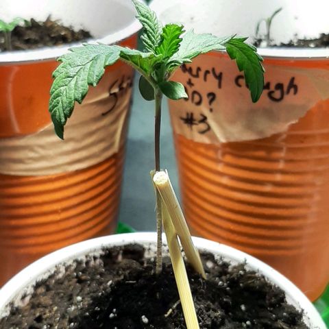 #1 Purple kush X CBD Dream growlog timeline photo