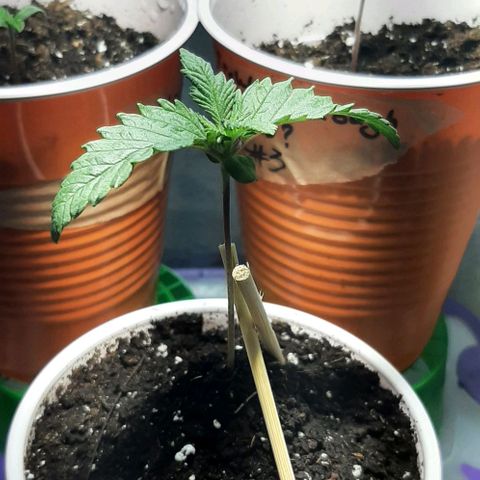 #1 Purple kush X CBD Dream growlog timeline photo