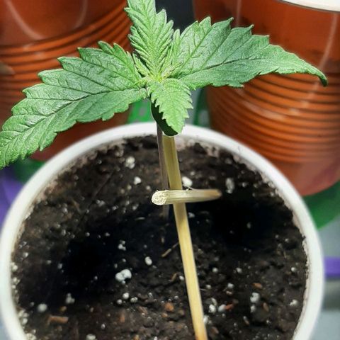 #1 Purple kush X CBD Dream growlog timeline photo