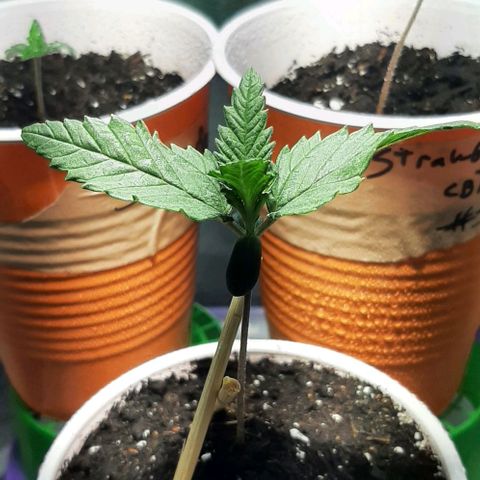 #1 Purple kush X CBD Dream growlog timeline photo