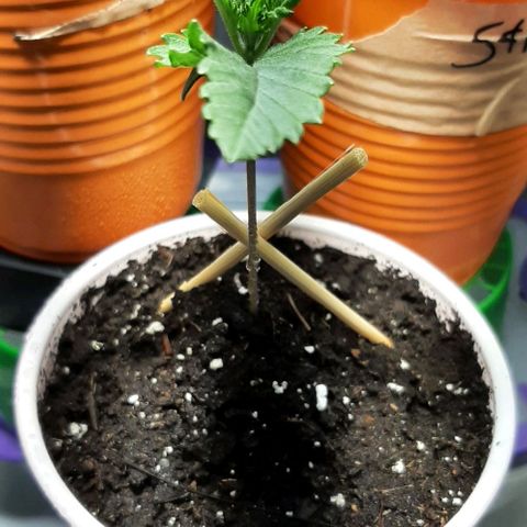#1 Purple kush X CBD Dream growlog timeline photo