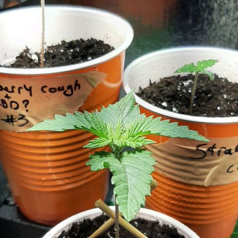 #1 Purple kush X CBD Dream growlog timeline photo