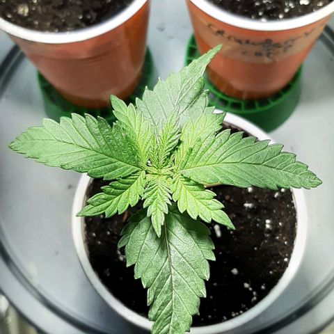 #1 Purple kush X CBD Dream growlog timeline photo