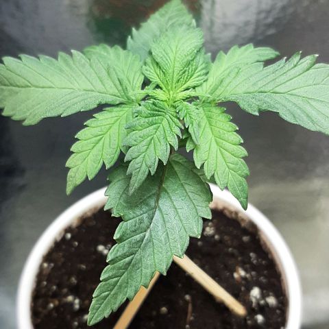 #1 Purple kush X CBD Dream growlog timeline photo