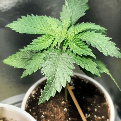 #1 Purple kush X CBD Dream growlog timeline photo