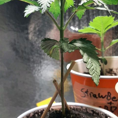#1 Purple kush X CBD Dream growlog timeline photo